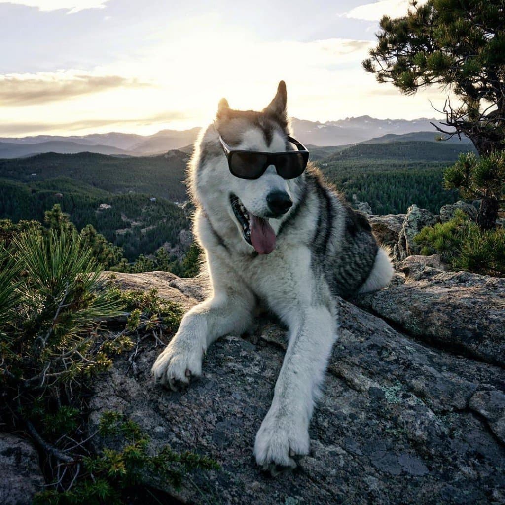 Loci Wolf Dog 5