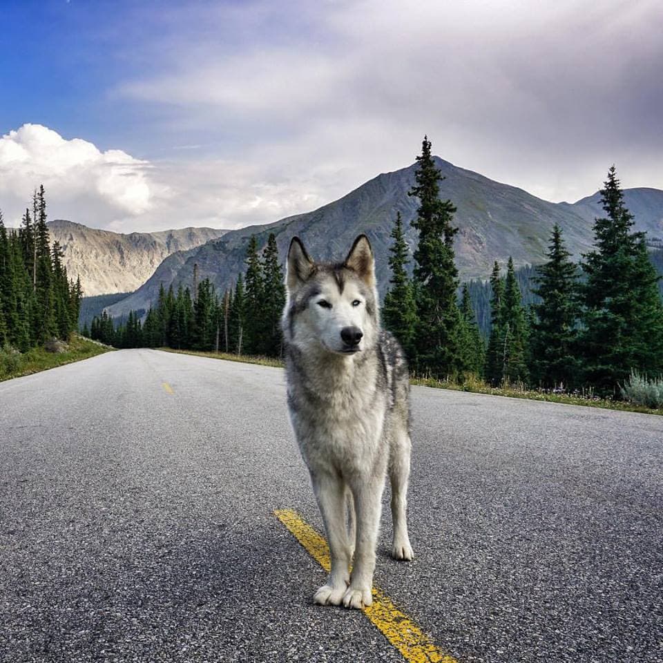 Loci Wolf Dog 6