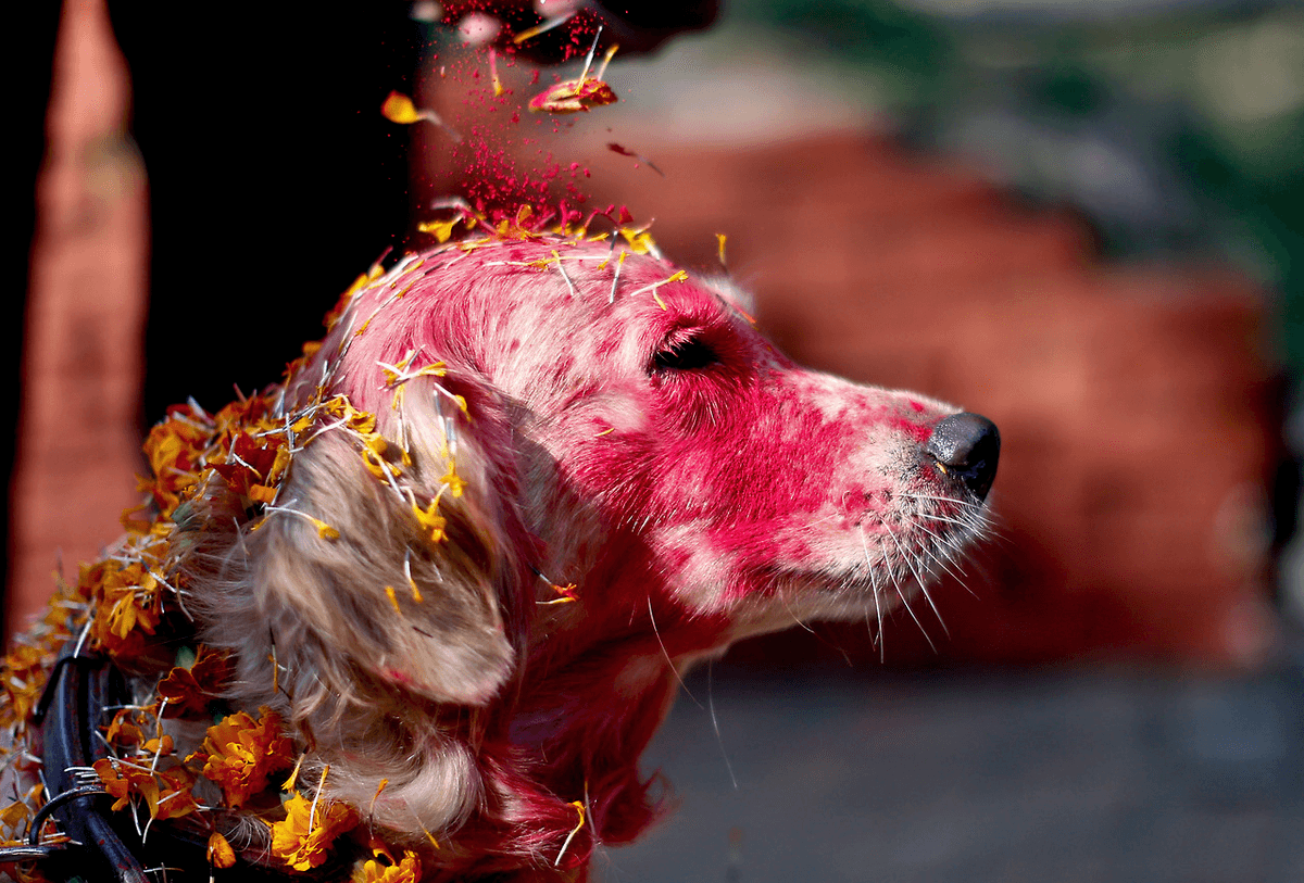 Festival de Nepal para celebrar perros
