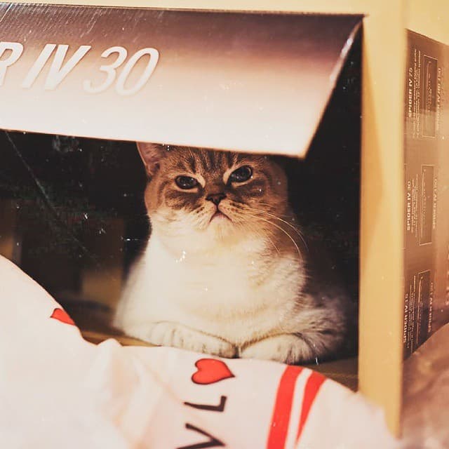 Snuffle Gato Misty 3