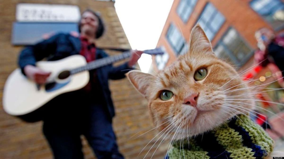 Gato callejero Bob 1