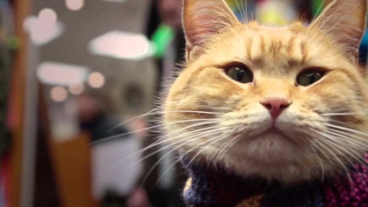 Gato callejero Bob 2