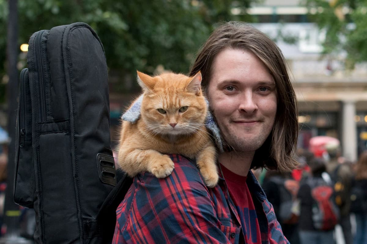 Gato callejero Bob 5