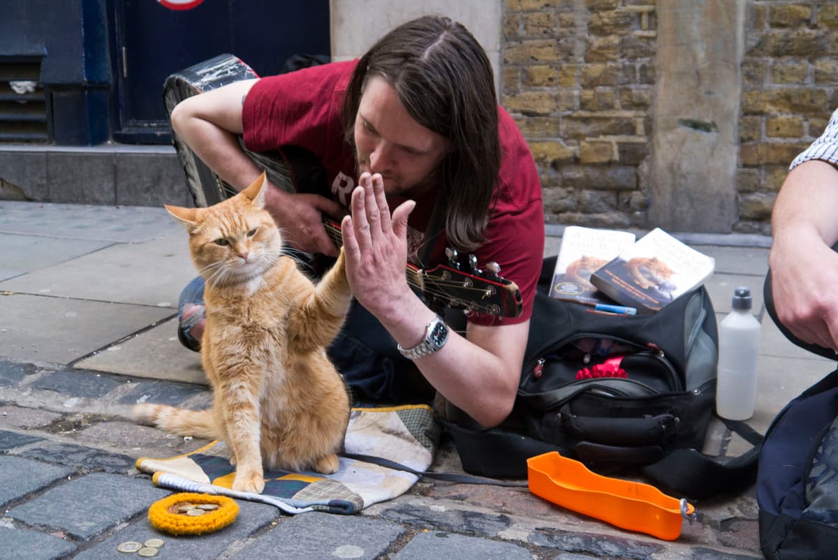 Gato callejero Bob 6