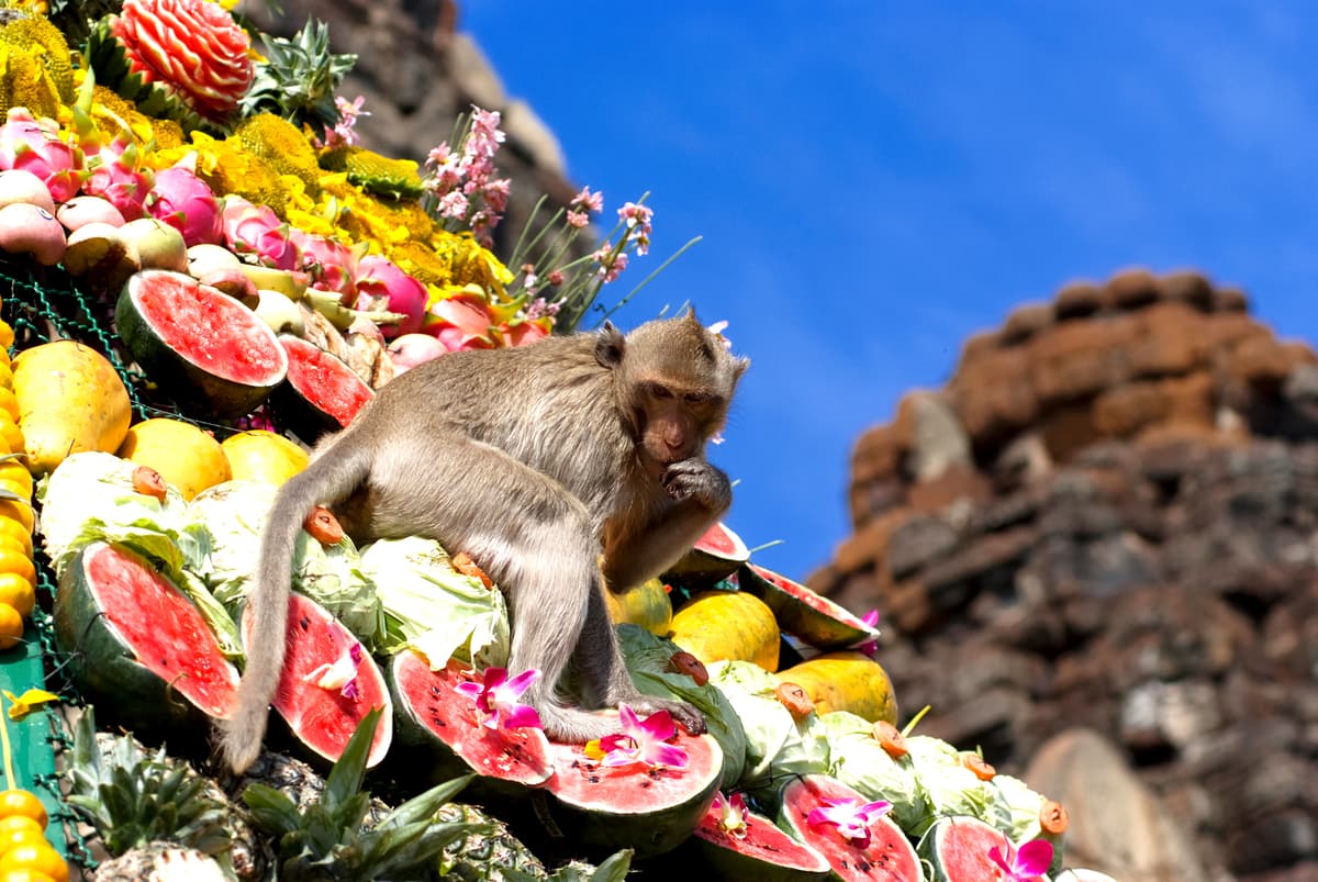 Monkey Buffet Festival en Tailandia