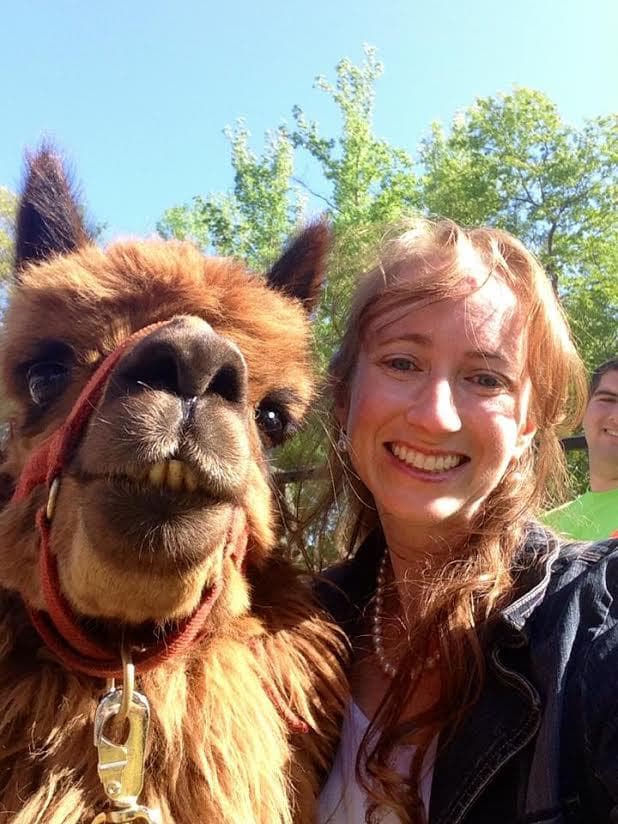 Alpaca