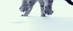 animales-invierno-2