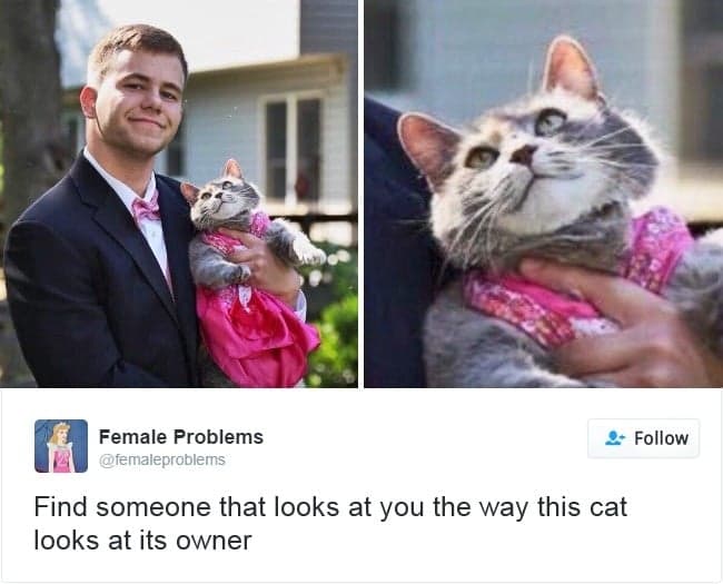 Los 35 gatos con más memes en Twitter de 2016