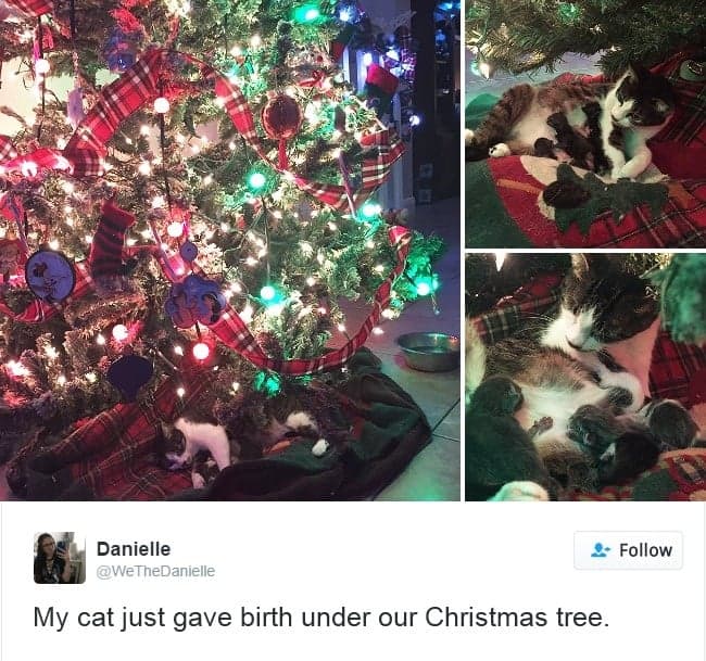gatos-twitter-memes-2016-11