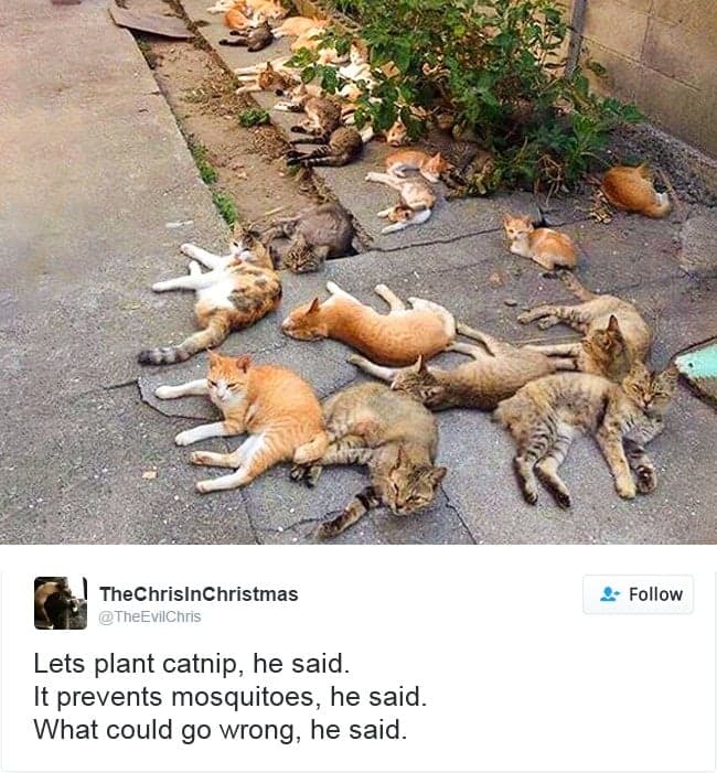 gatos-twitter-memes-2016-15