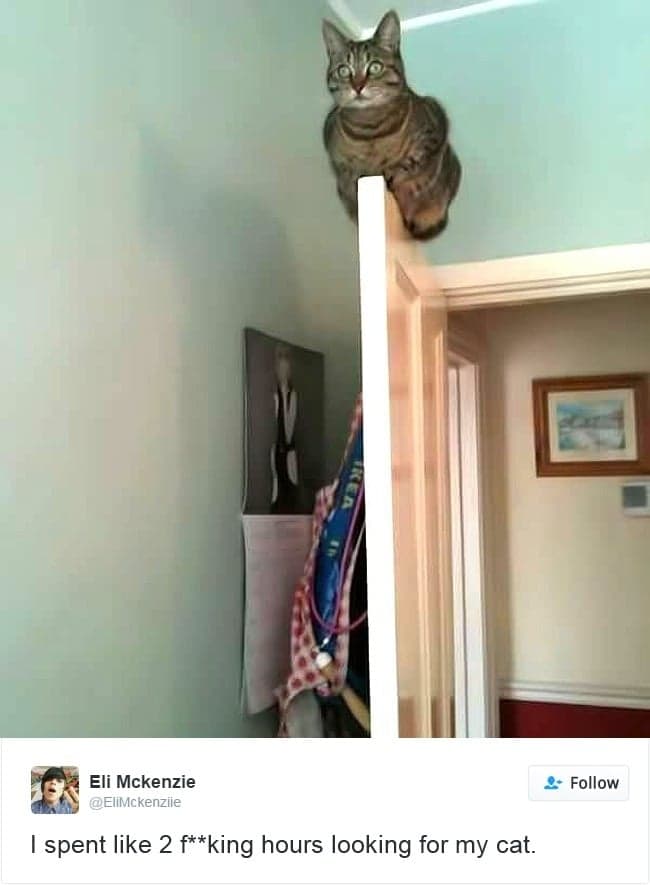 gatos-twitter-memes-2016-16