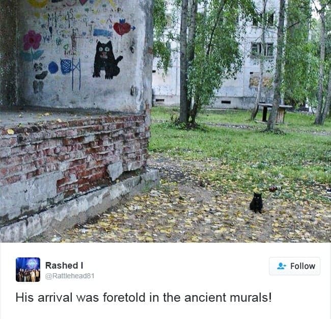 gatos-twitter-memes-2016-18