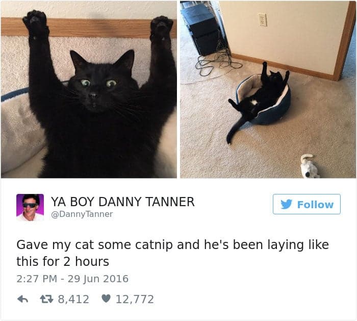 gatos-twitter-memes-2016-2