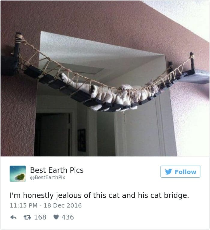 gatos-twitter-memes-2016-20