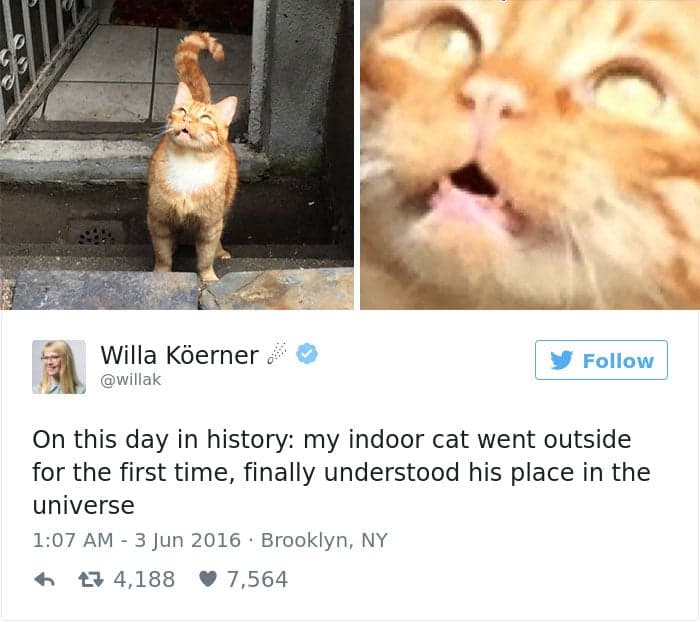 gatos-twitter-memes-2016-23