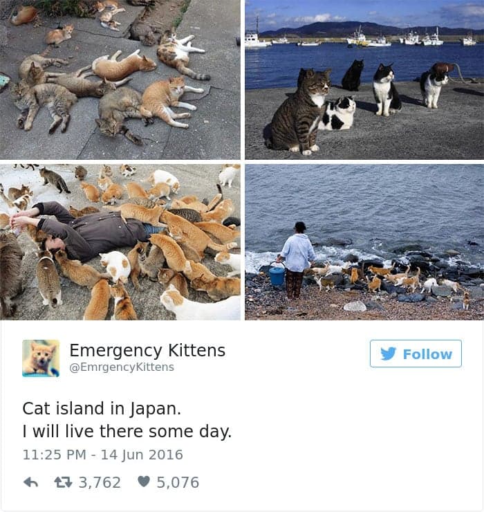 gatos-twitter-memes-2016-27