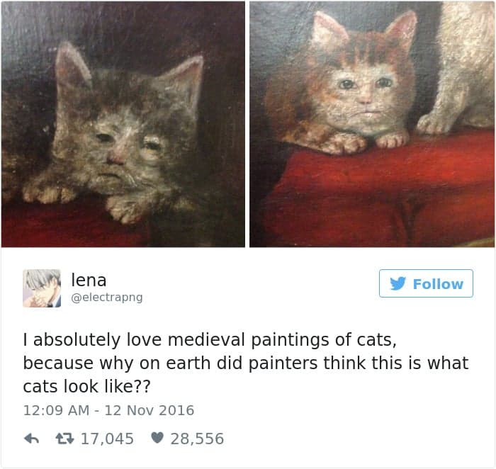 gatos-twitter-memes-2016-28