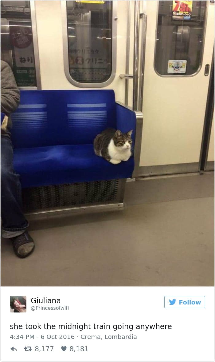 gatos-twitter-memes-2016-3