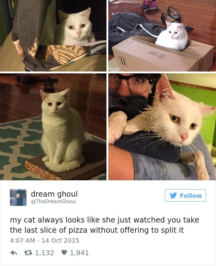 gatos-twitter-memes-2016-31