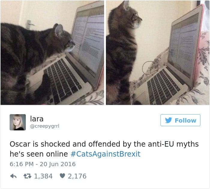 gatos-twitter-memes-2016-32