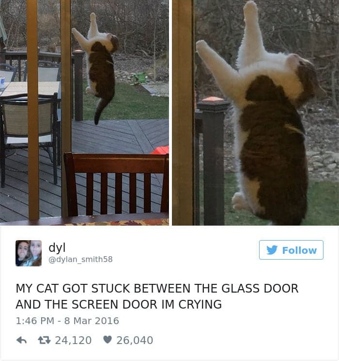 gatos-twitter-memes-2016-4