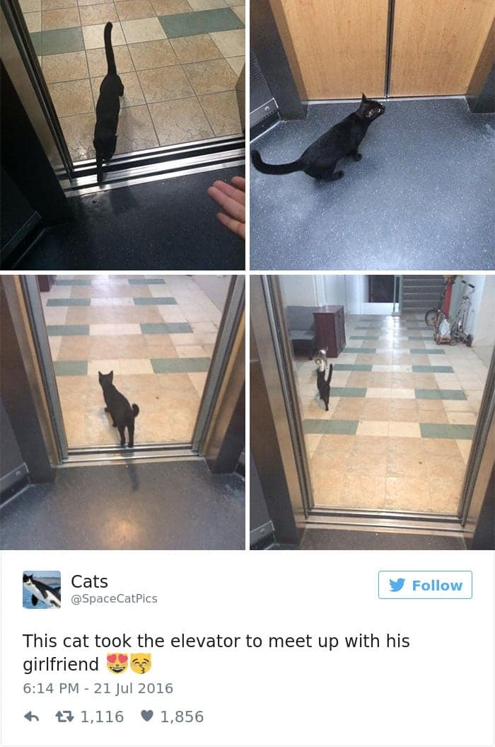 gatos-twitter-memes-2016-5