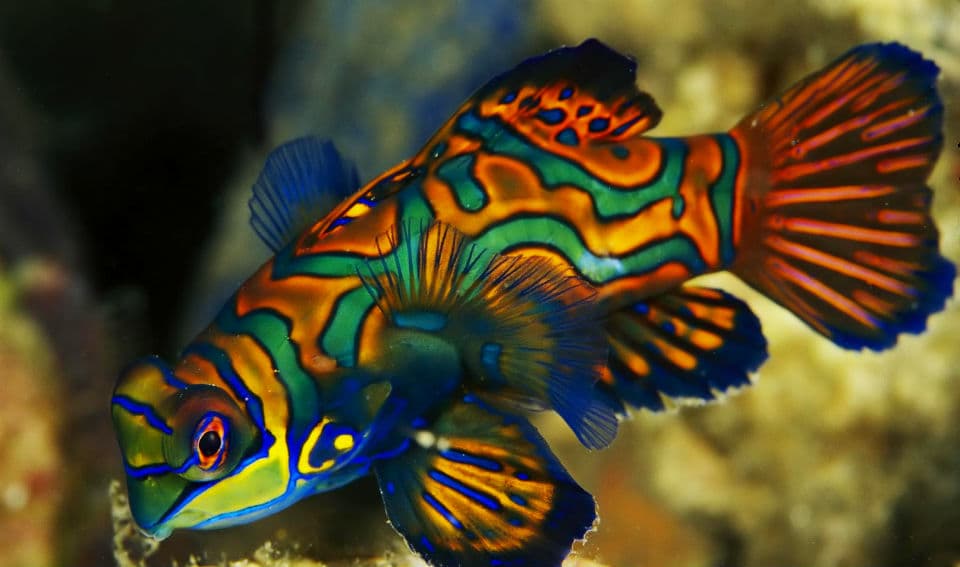 Los 11 animales más bellos del mundo.