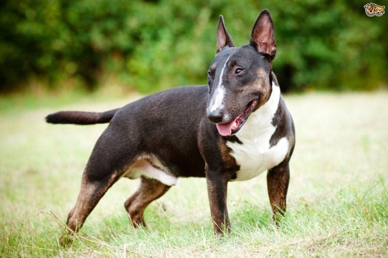 Las 10 razas de perros más peligrosas