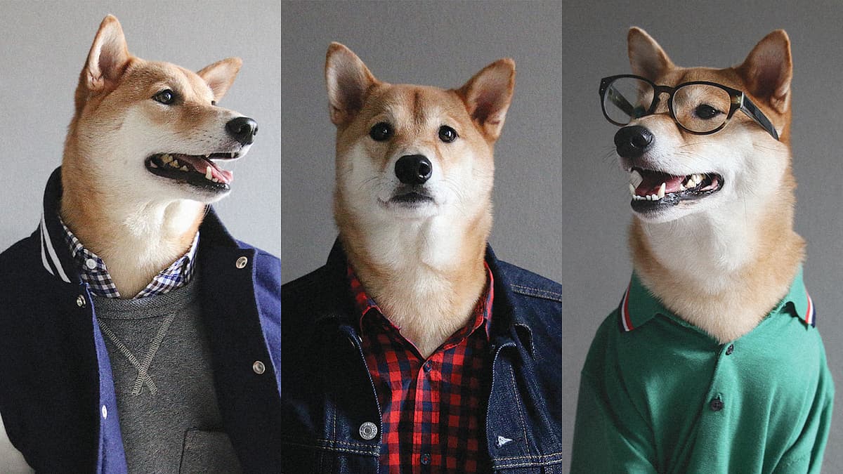 los perros-mas-famosos-de-internet-08