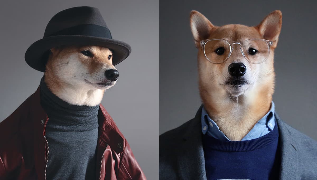 los perros-mas-famosos-de-internet-09