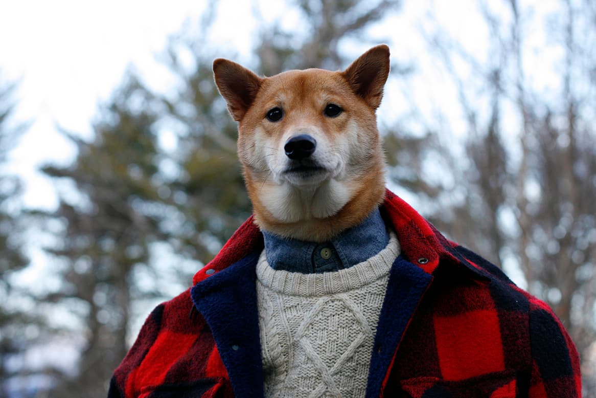 10 perros-más-famosos-de-internet
