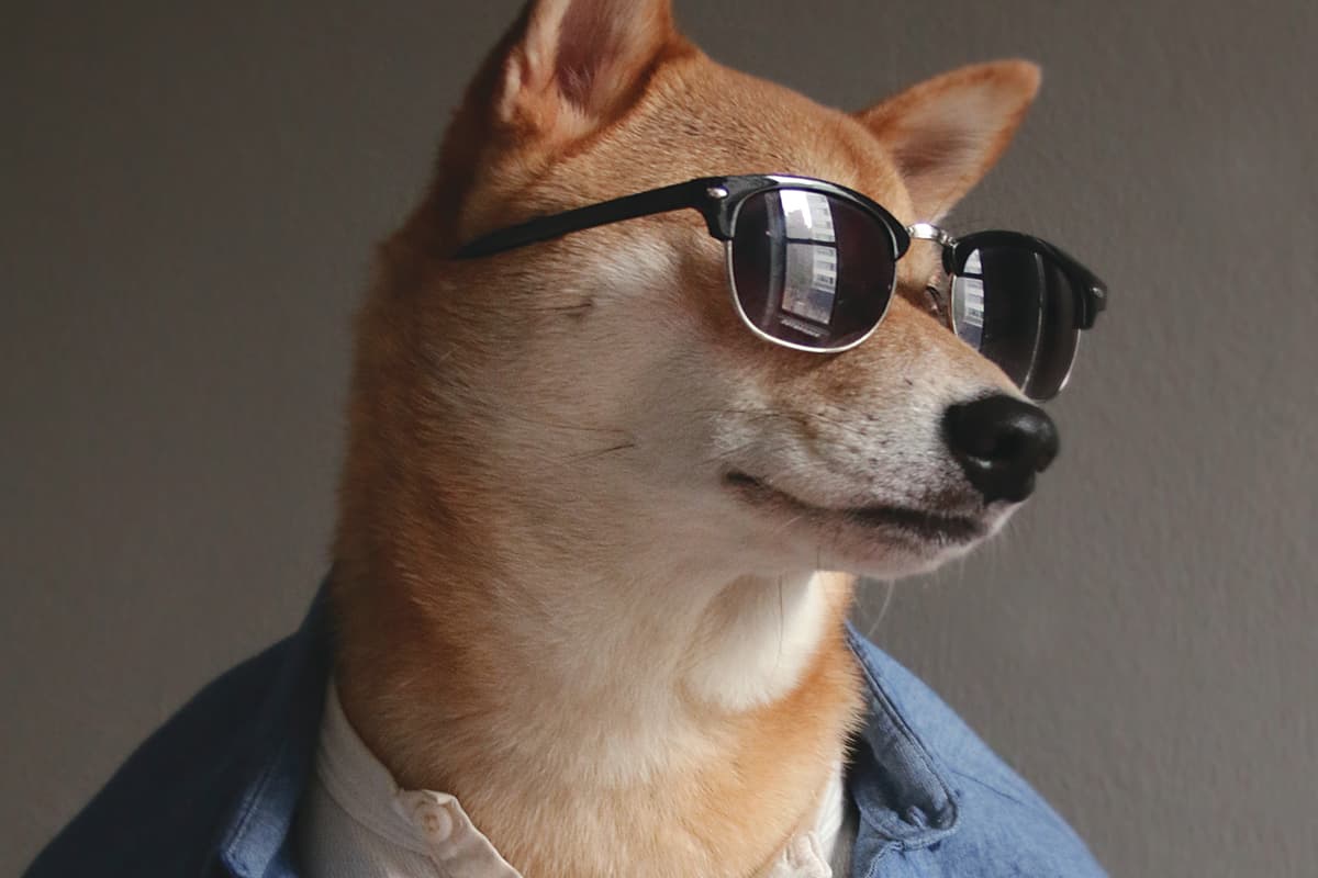 los perros-mas-famosos-de-internet-11
