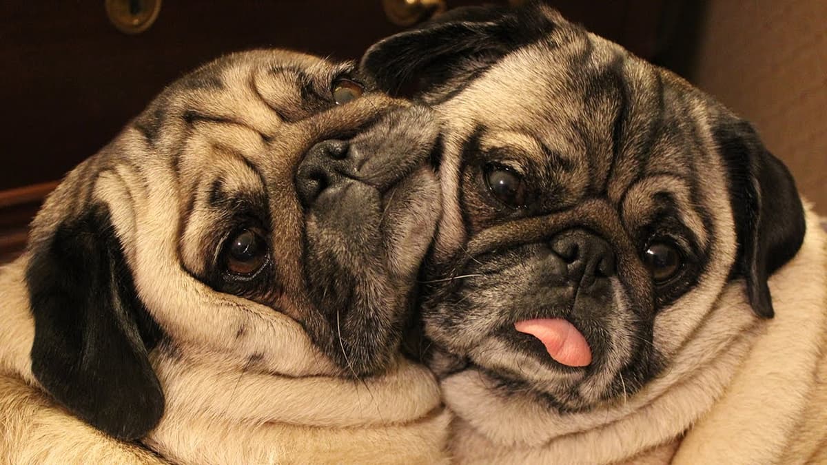 los perros-mas-famosos-de-internet-12