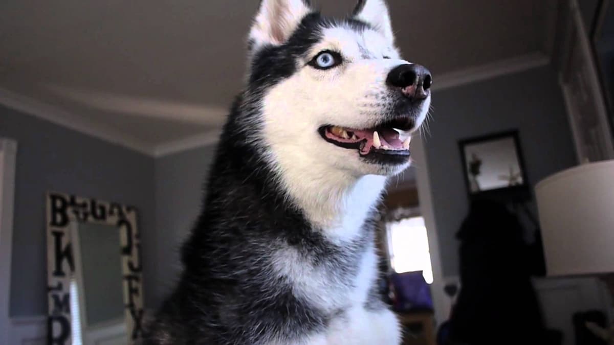 31 perros-más-famosos-de-internet