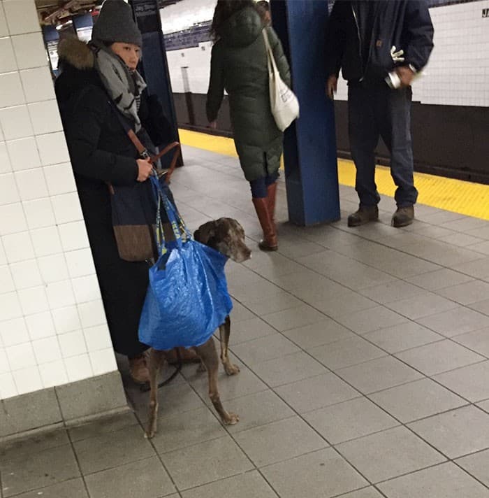 Nueva York prohíbe perros en el metro