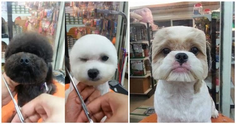 Taiwán define la tendencia. Peinados elegantes para su perro, redondo o cuadrado.