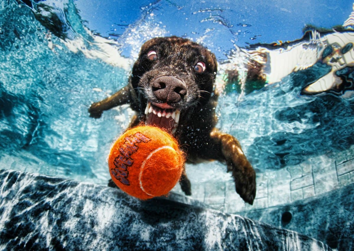 Los perros submarinos pusieron a Gastel