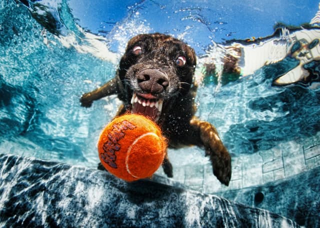 Los perros submarinos pusieron a Gastel
