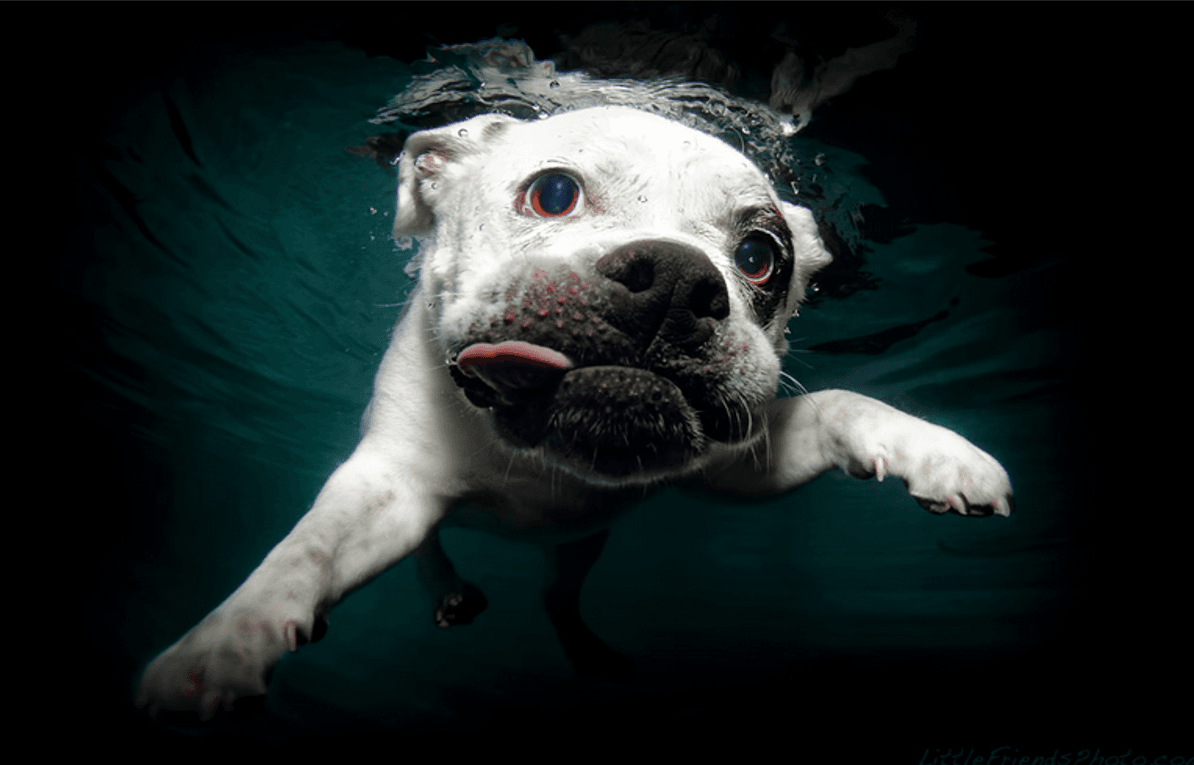 Perros submarinos, Seth Casteel 14