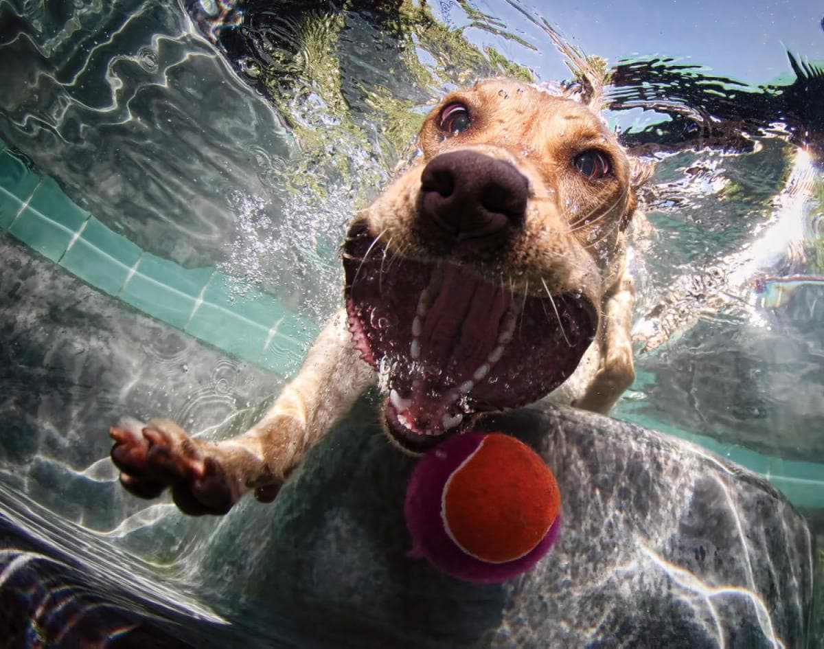 Perros submarinos, Seth Casteel 16