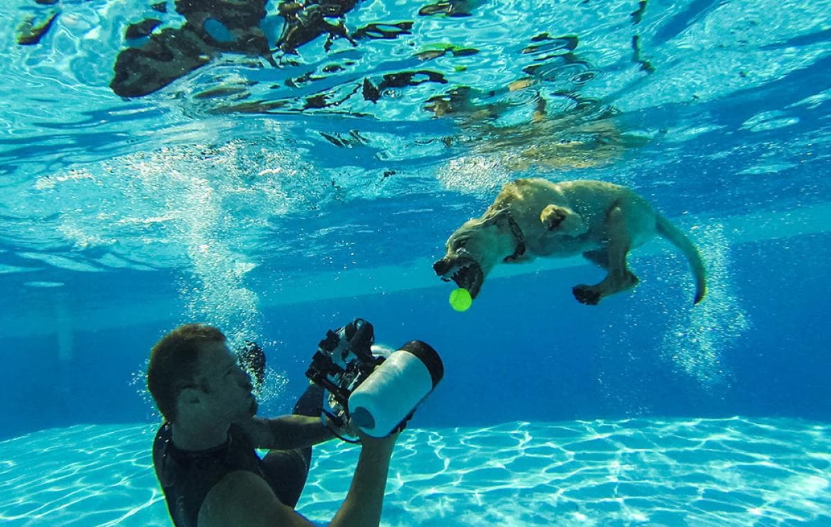 Perros submarinos, Seth Casteel 21