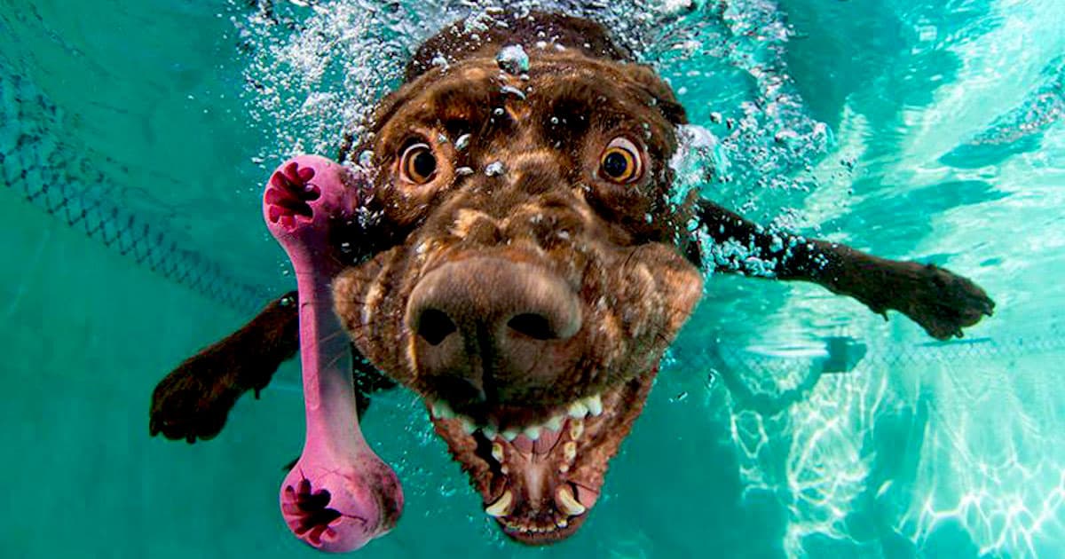 Perros submarinos, Seth Casteel 4: