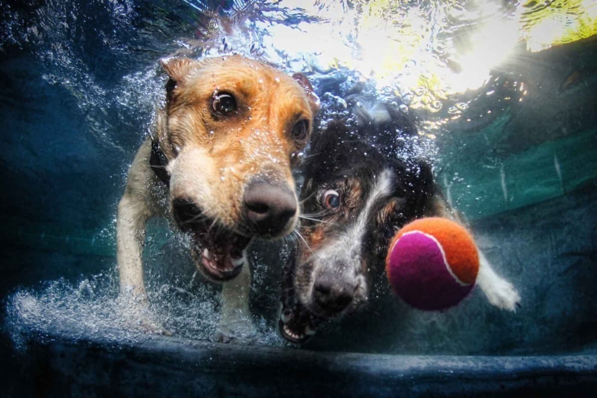 Perros submarinos, Seth Casteel 5: