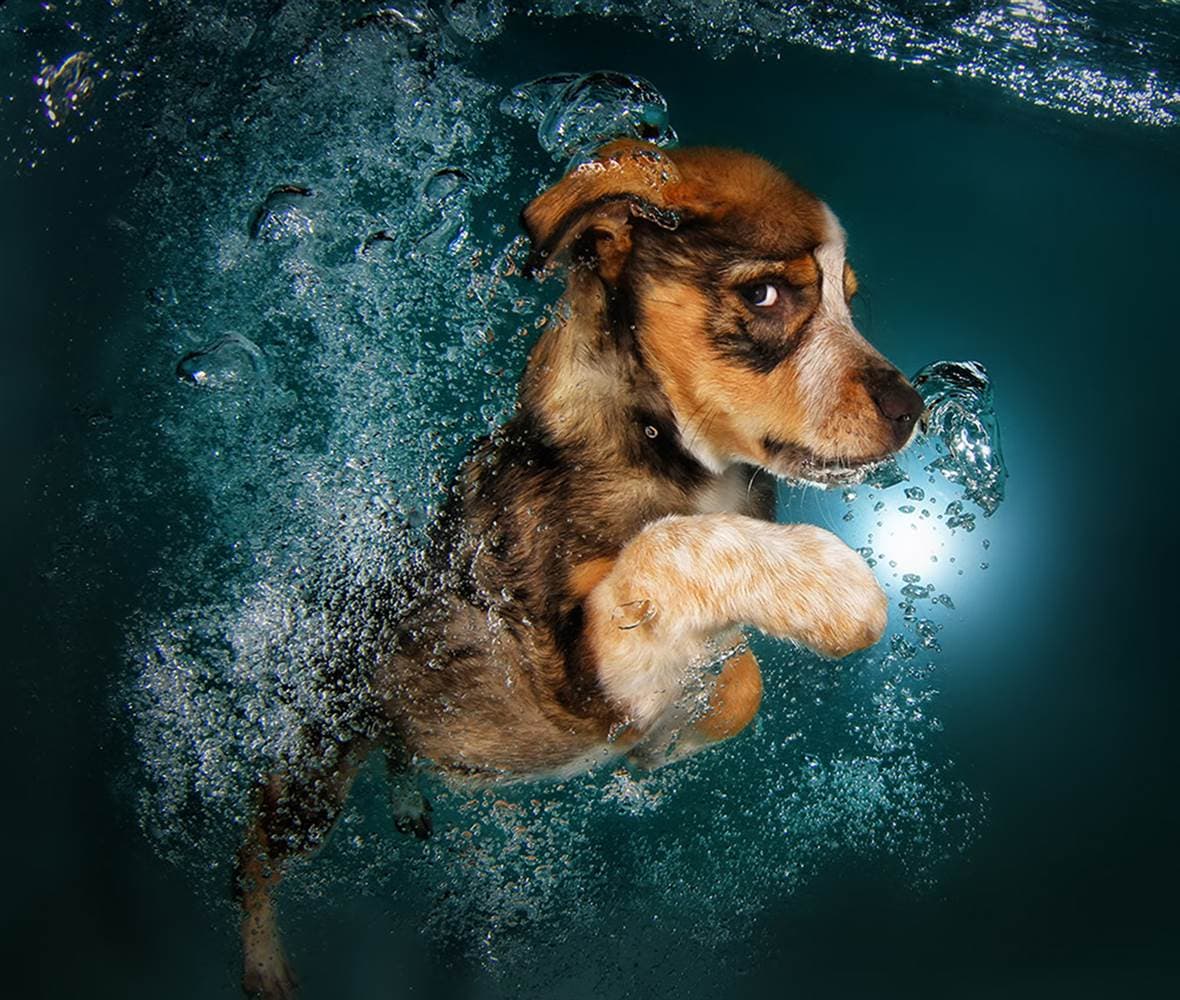 Perros submarinos de Seth Casteel 7