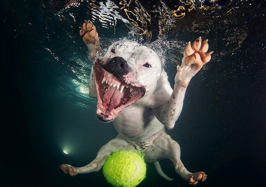 Perros submarinos, Seth Casteel 8