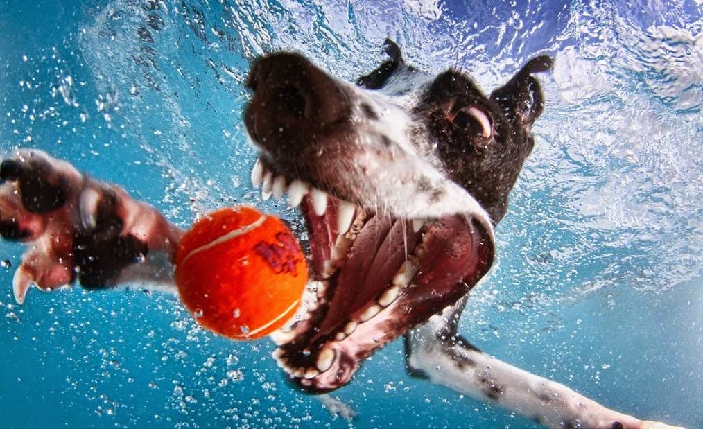 Perros submarinos de Seth Casteel 9