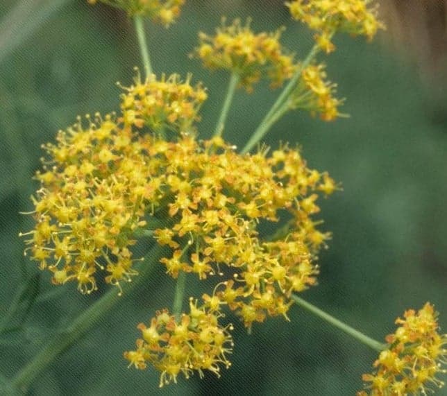 Asafoetida (Hing) - $100 / kg | Las 7 especias más caras | Bayas cerebrales