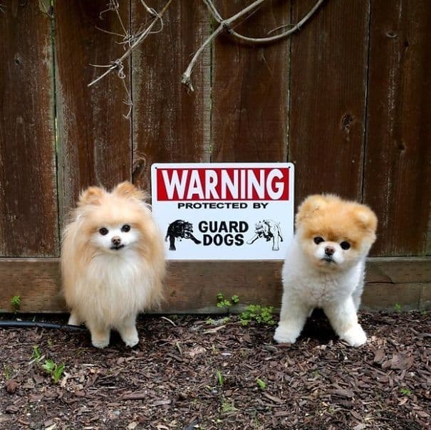 Ten cuidado - perro -09