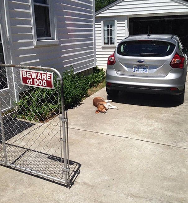 Cuidado con Dog-1
