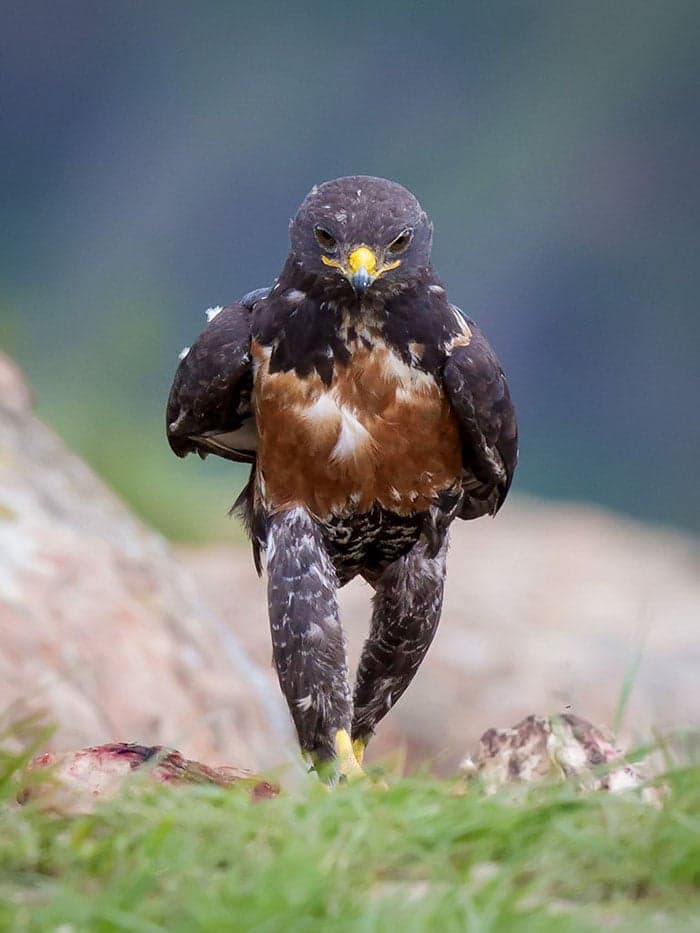 This-Hawk-Photoshop-Battle-Is-Epic-01